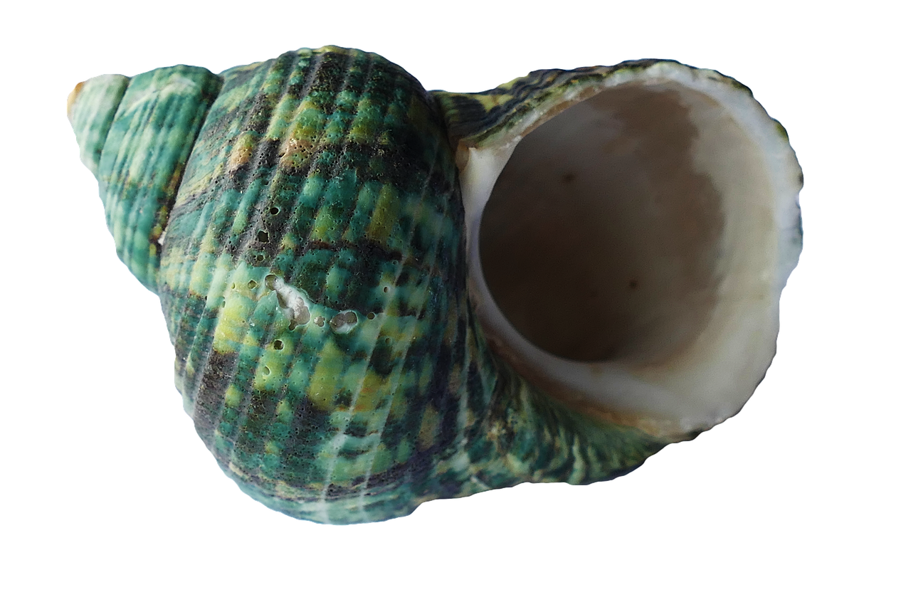 Zachte tinten en schelpen in woonkamerdecor.