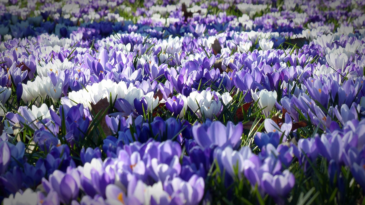 Steenkoolgrijs tuinpad omringd door groenblijvers. Steenkoolgrijs tuinpad omringd door groenblijvers.