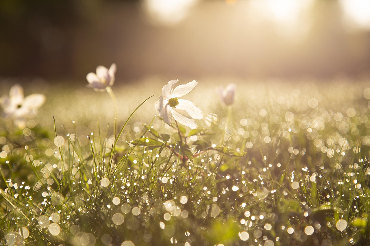 Eenvoudige lichtslingers verbeteren de tuinambiance. Eenvoudige lichtslingers verbeteren de tuinambiance.